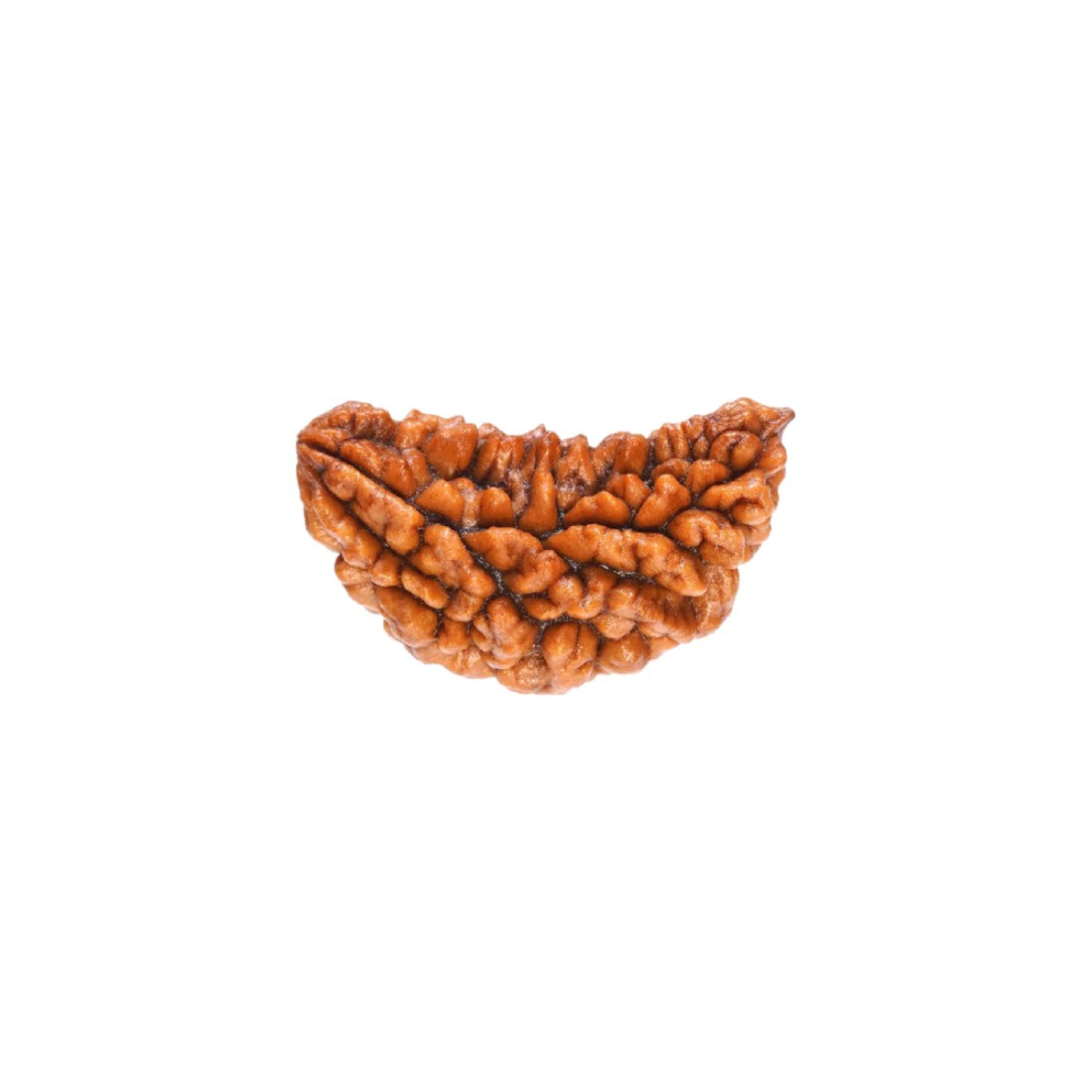 1 Mukhi Rudraksha