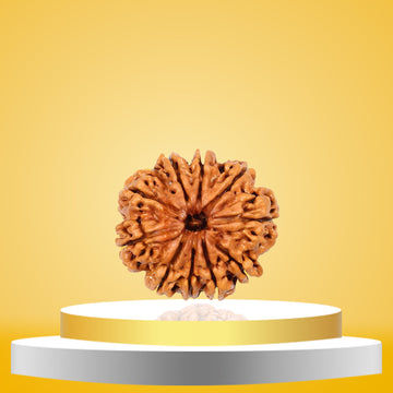 10 Mukhi Rudraksha