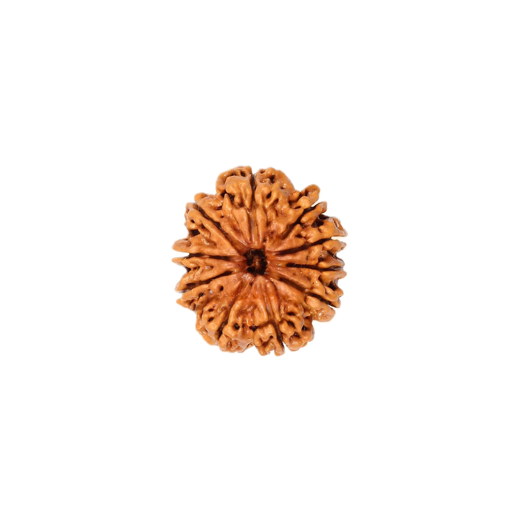 10 Mukhi Rudraksha