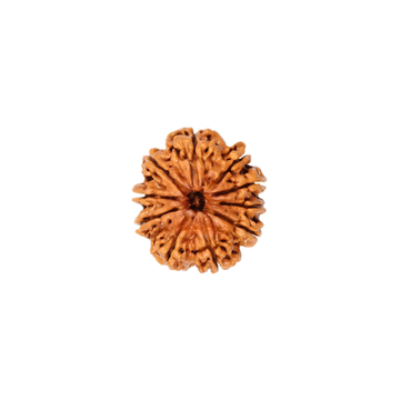 10 Mukhi Rudraksha