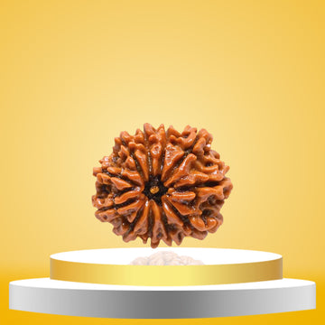 11 Mukhi Rudraksha