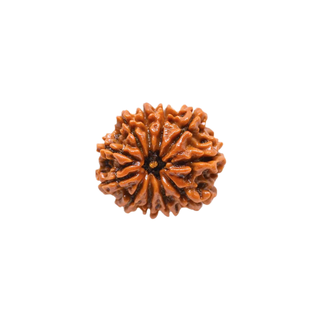 11 Mukhi Rudraksha