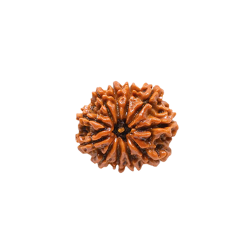 11 Mukhi Rudraksha