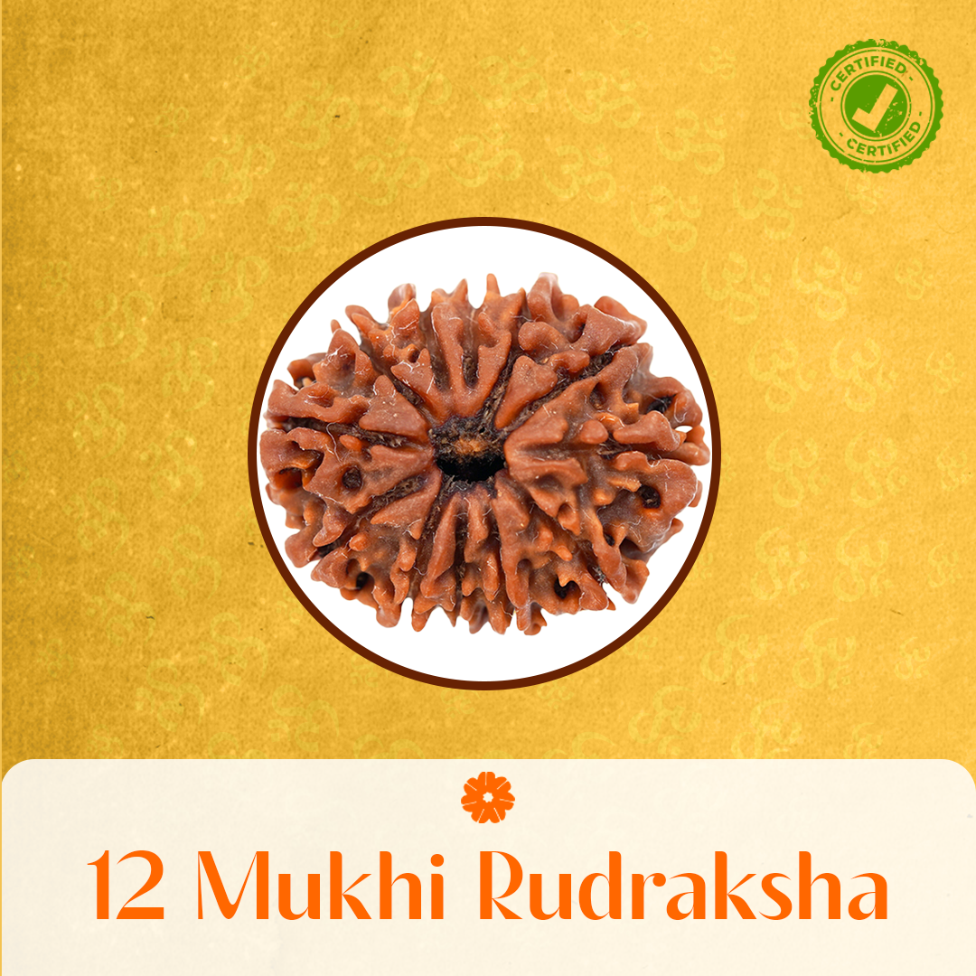 12 Mukhi Rudraksha