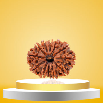 12 Mukhi Rudraksha