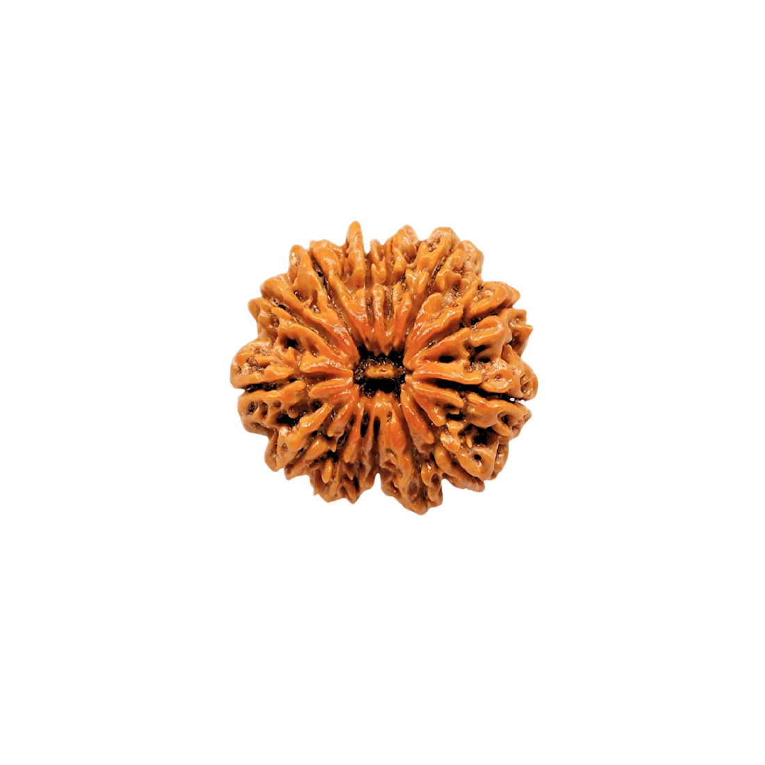 12 Mukhi Rudraksha