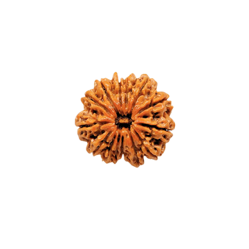 12 Mukhi Rudraksha