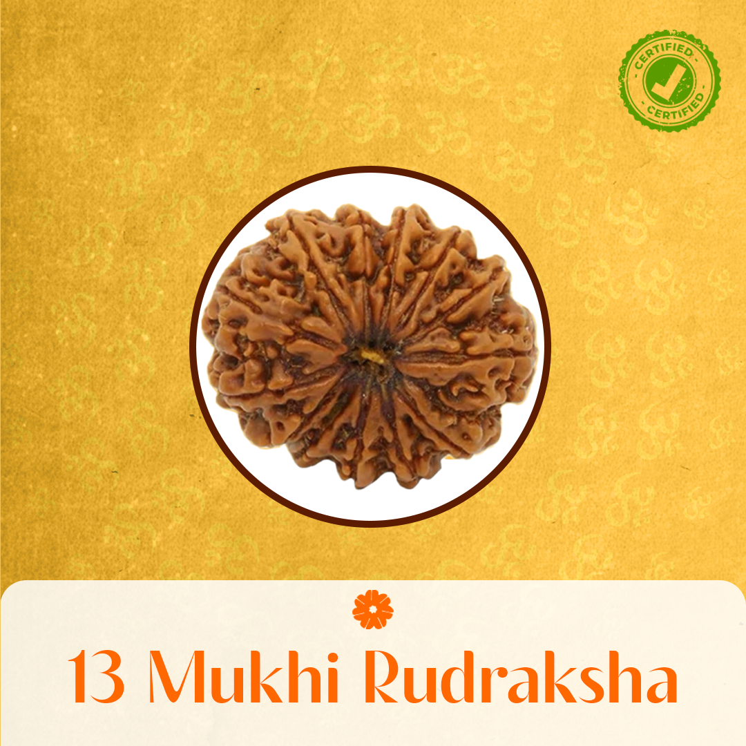 13 Mukhi Rudraksha