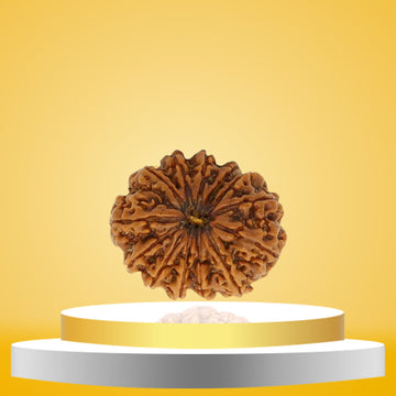 13 Mukhi Rudraksha
