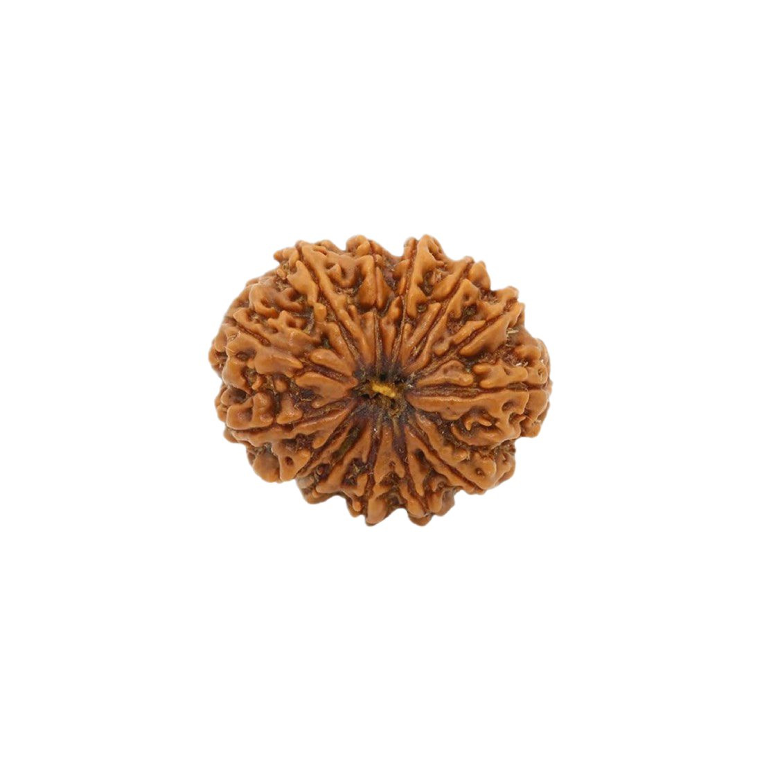 13 Mukhi Rudraksha