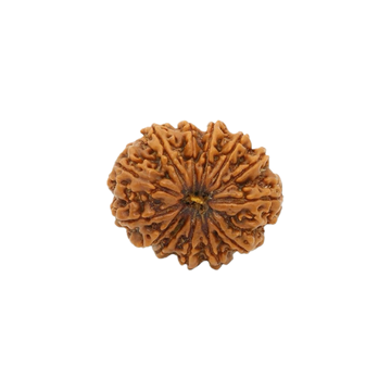 13 Mukhi Rudraksha