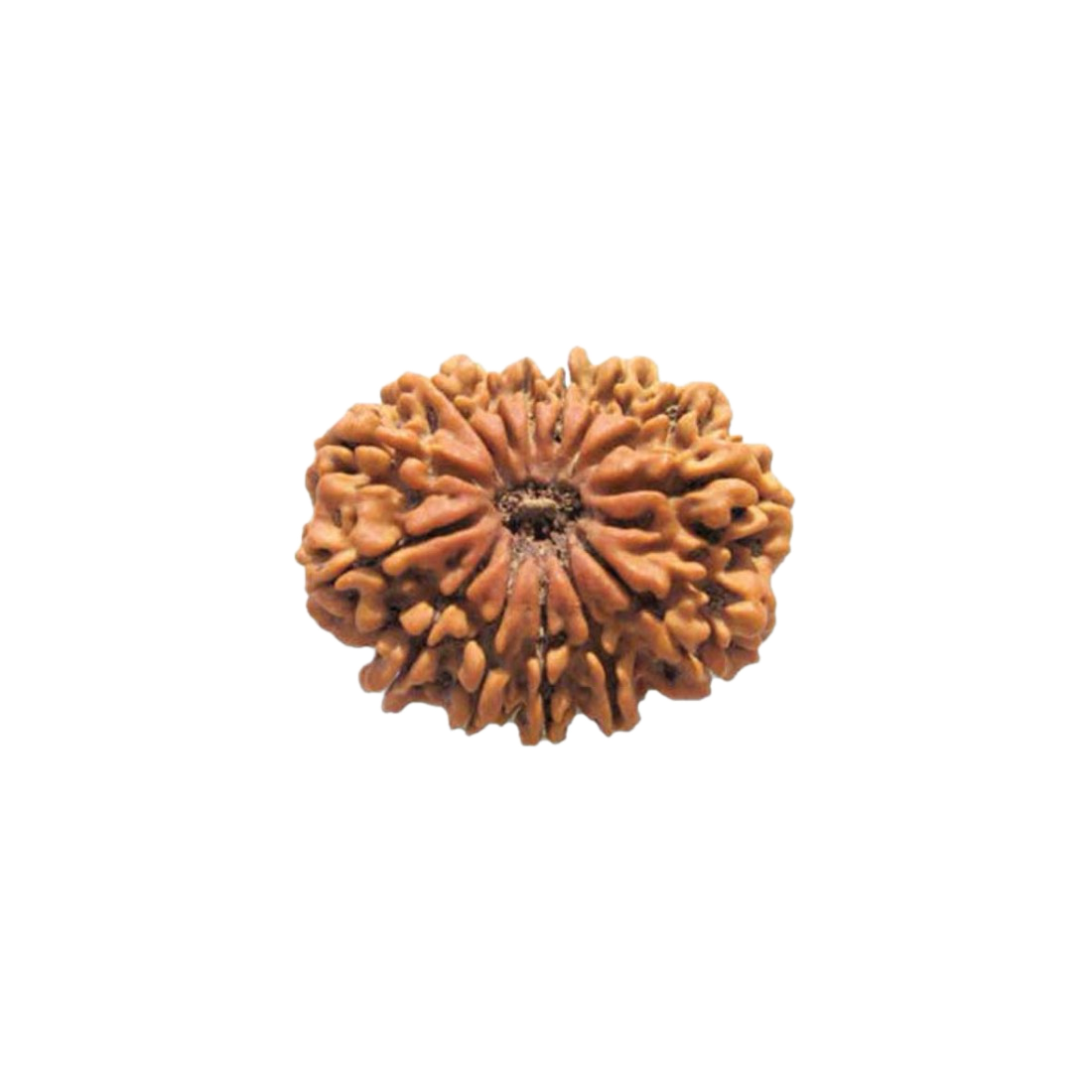 14 Mukhi Rudraksha