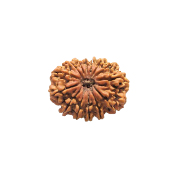 14 Mukhi Rudraksha