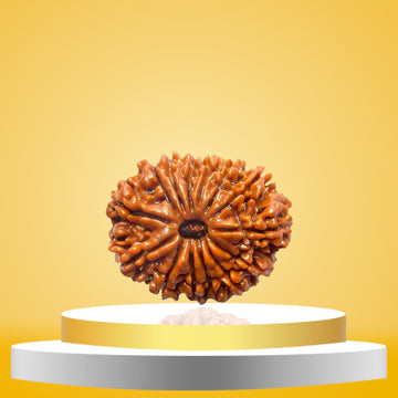 14 Mukhi Rudraksha