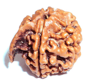 Ganesh Rudraksha