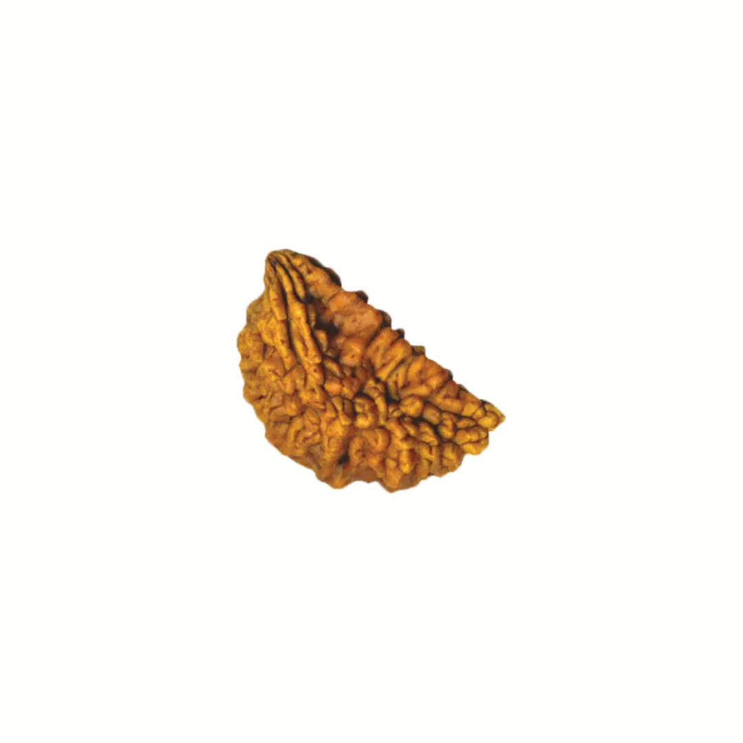 1 Mukhi Rudraksha