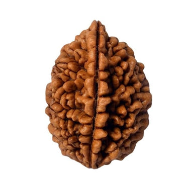 1 Mukhi Rudraksha