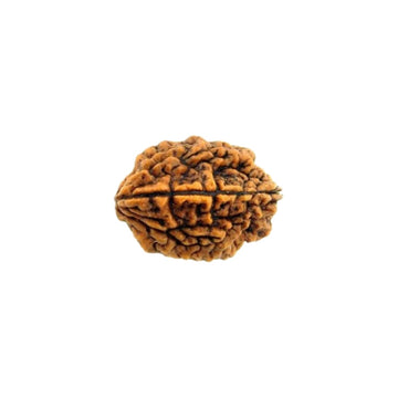 2 Mukhi Rudraksha