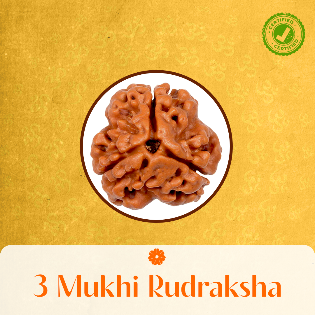 3 Mukhi Rudraksha