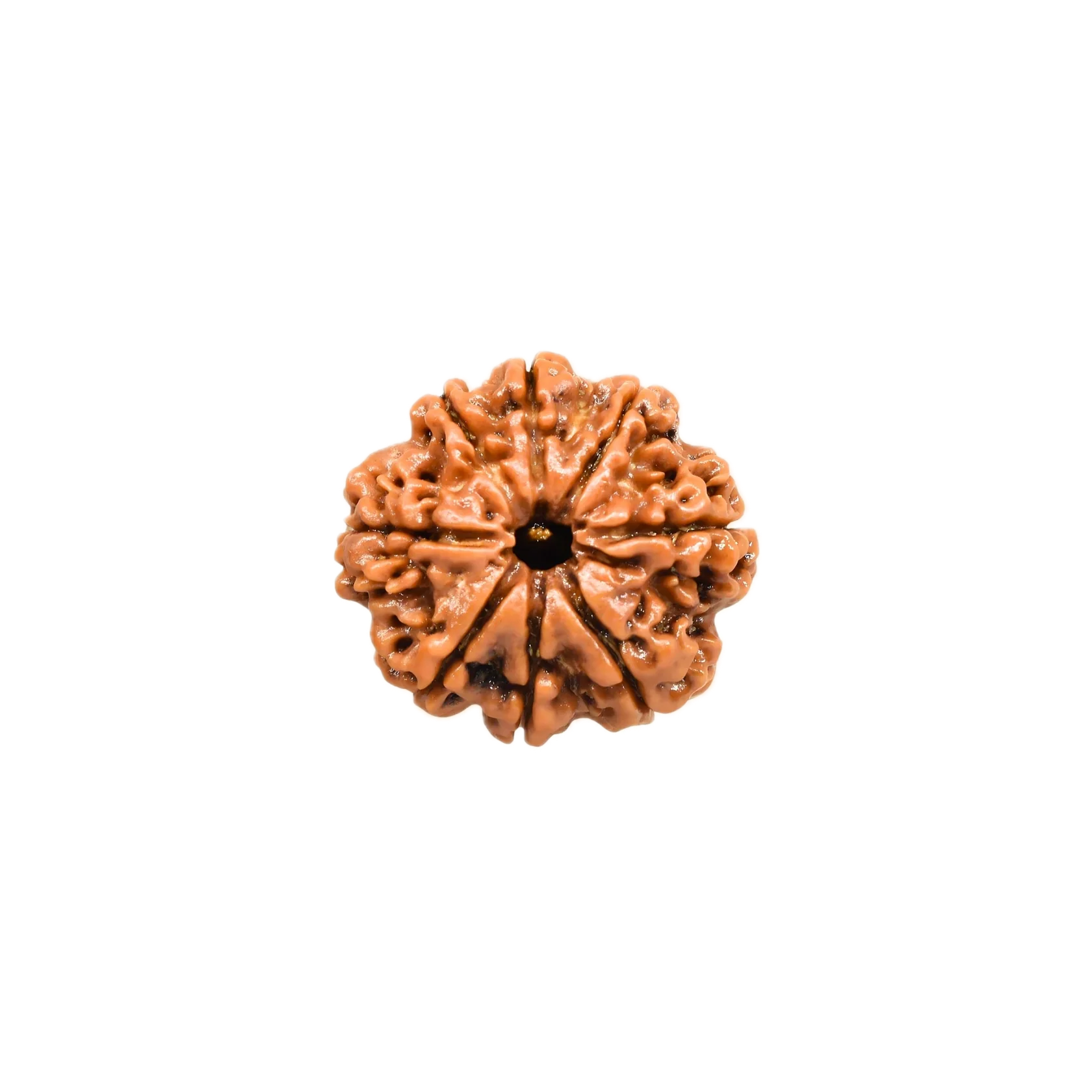 8 Mukhi Rudraksha