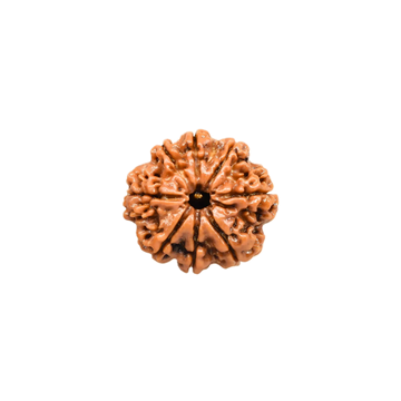 8 Mukhi Rudraksha