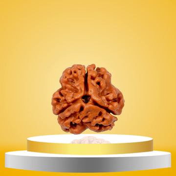 3 Mukhi Rudraksha