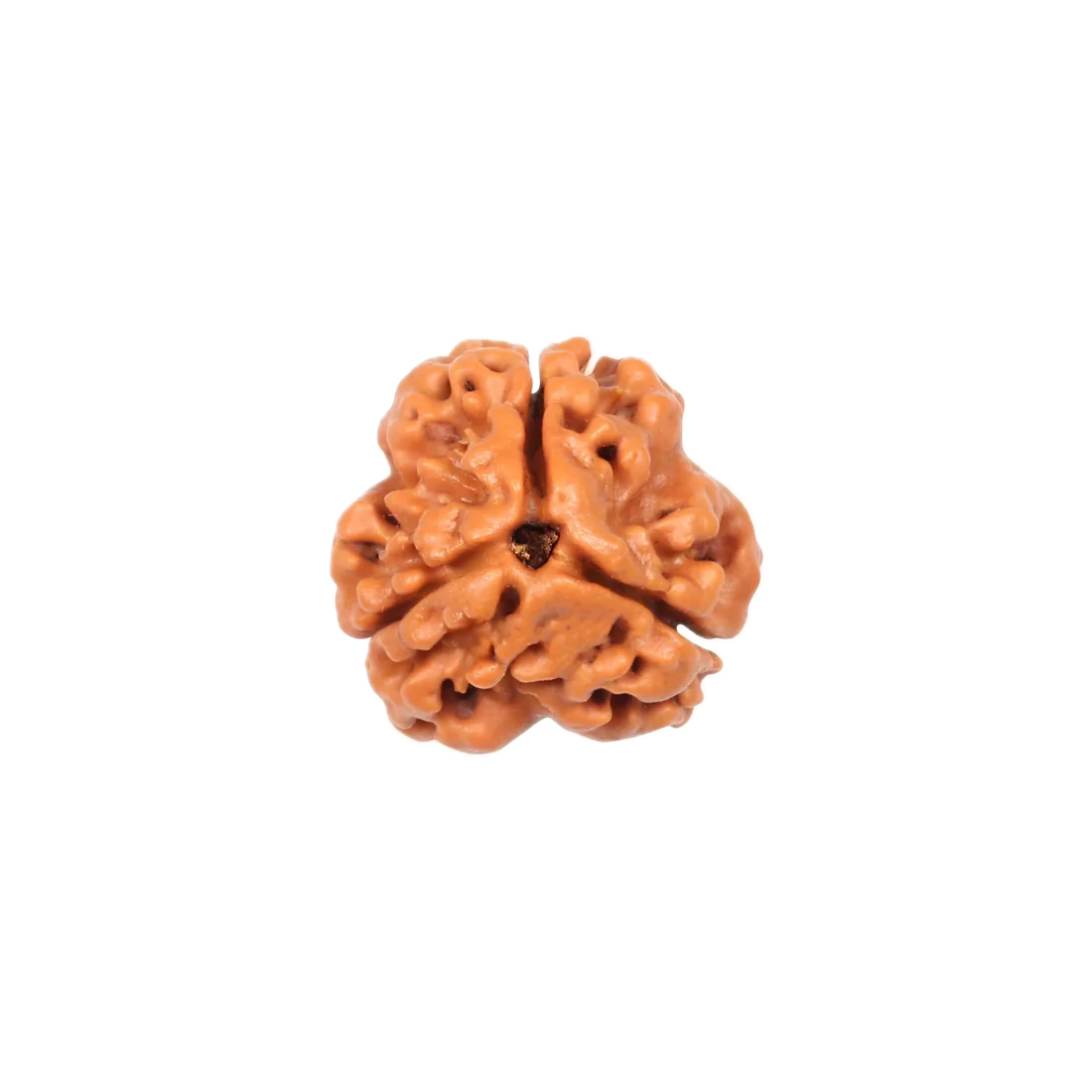 3 Mukhi Rudraksha