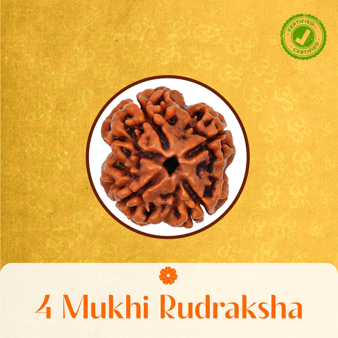 4 Mukhi  Rudraksha