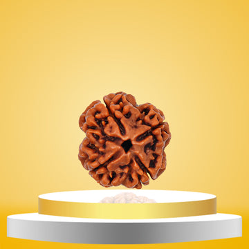 4 Mukhi  Rudraksha