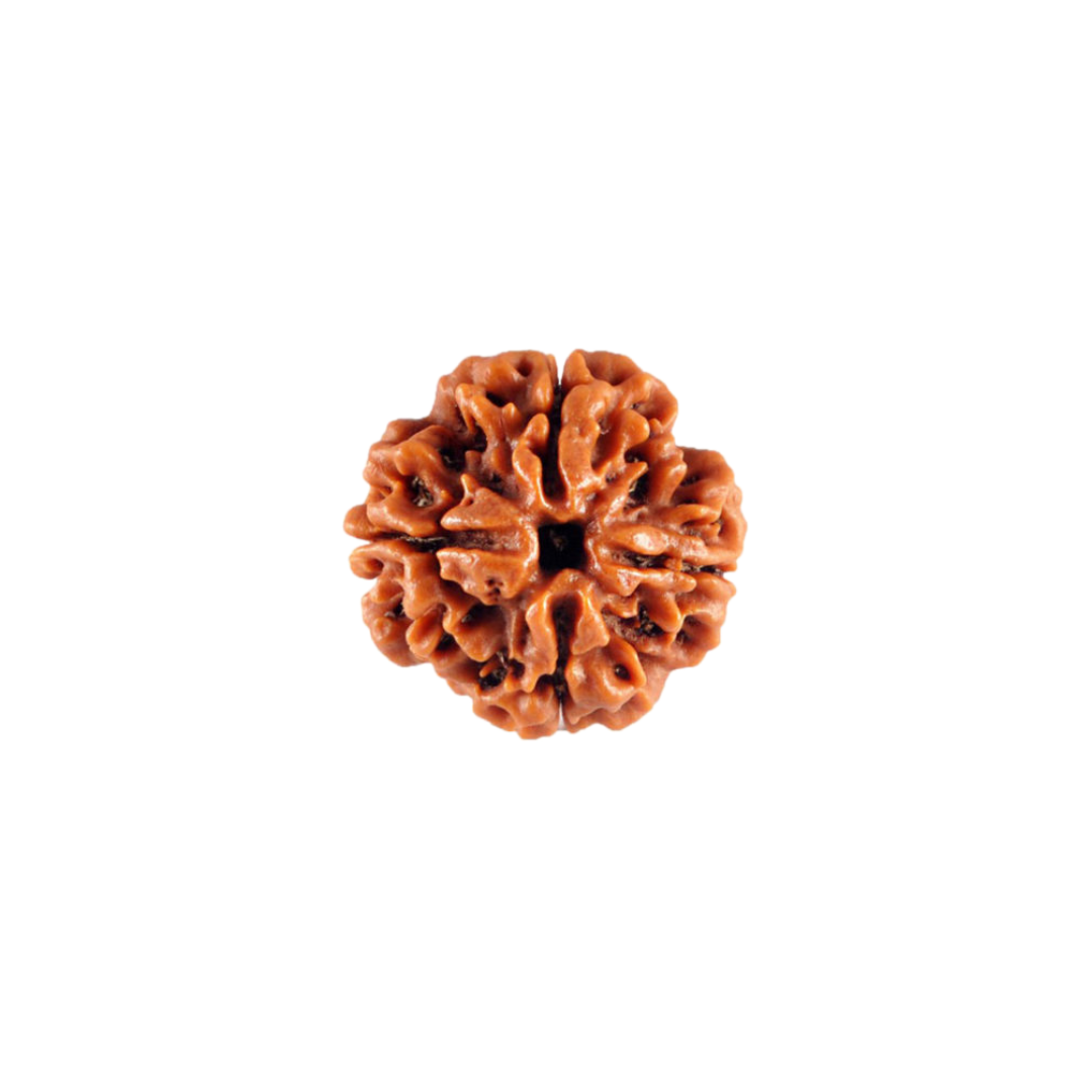 4 Mukhi  Rudraksha