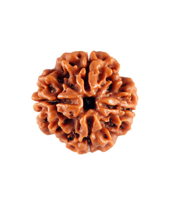 4 Mukhi  Rudraksha