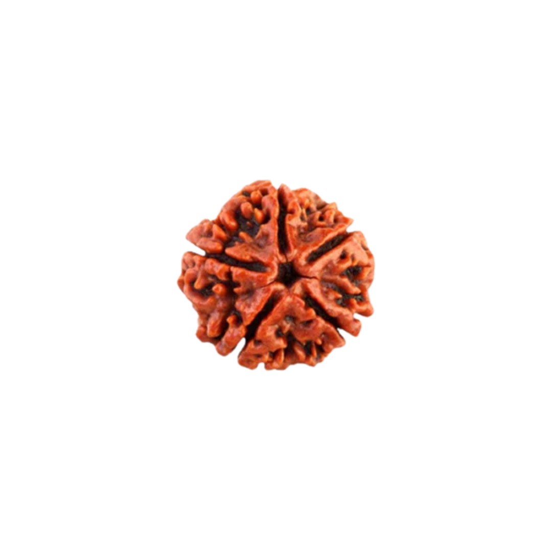 5 Mukhi Rudraksha