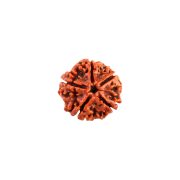 5 Mukhi Rudraksha