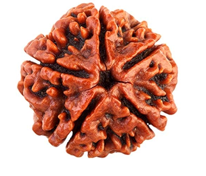 5 Mukhi Rudraksha