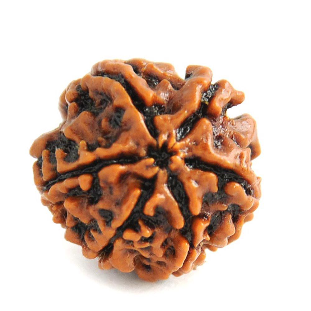 6 Mukhi Rudraksha