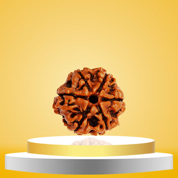 6 Mukhi Rudraksha