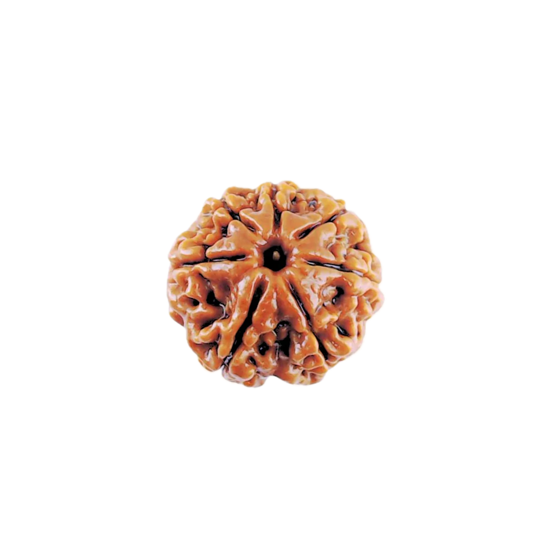 6 Mukhi Rudraksha