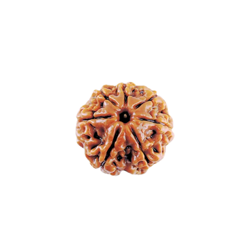 6 Mukhi Rudraksha