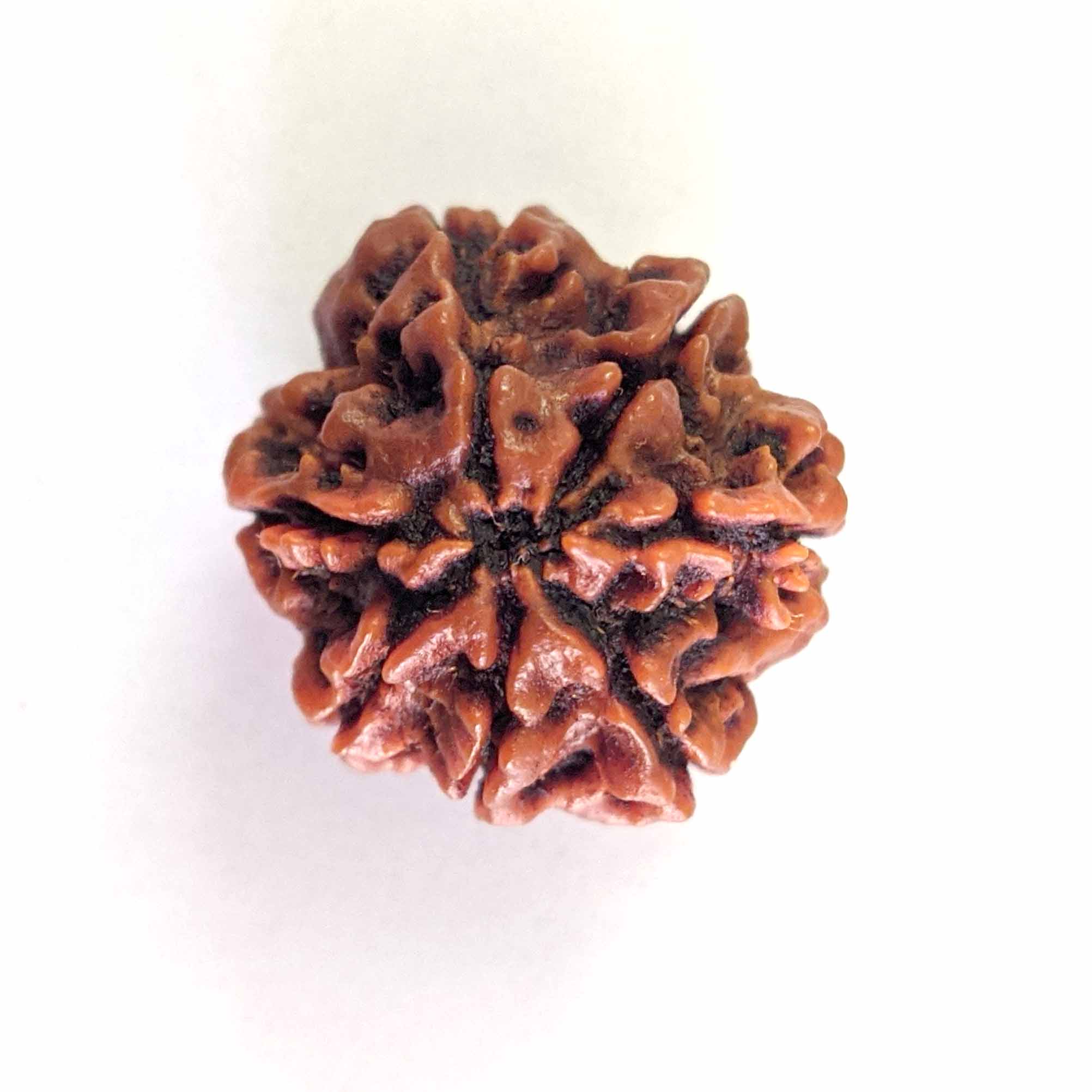 7 Mukhi Rudraksha