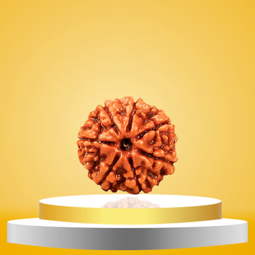 7 Mukhi Rudraksha