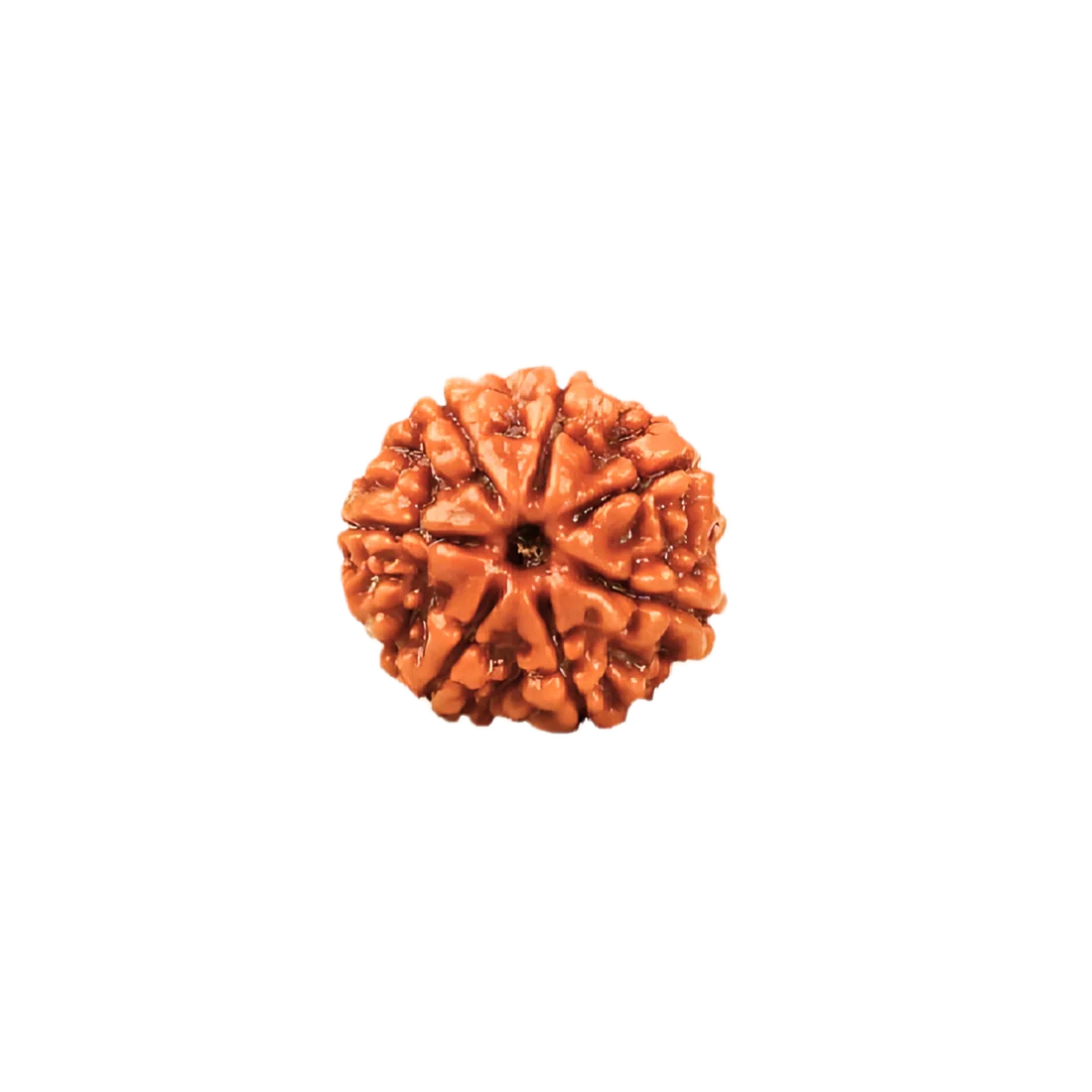 7 Mukhi Rudraksha