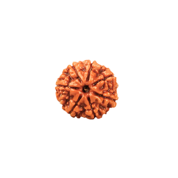 7 Mukhi Rudraksha