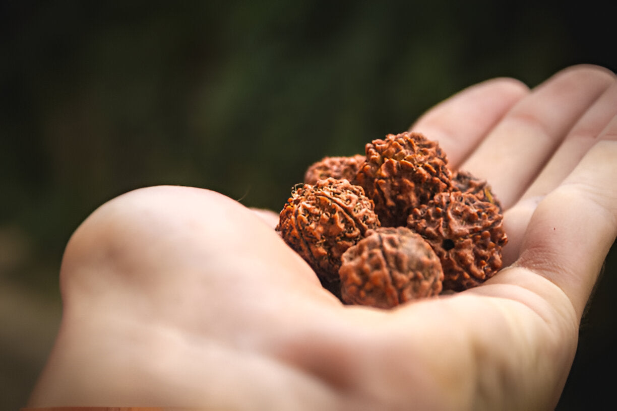 rudraksha buy online