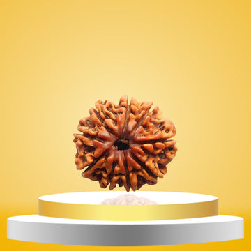 9 Mukhi Rudraksha
