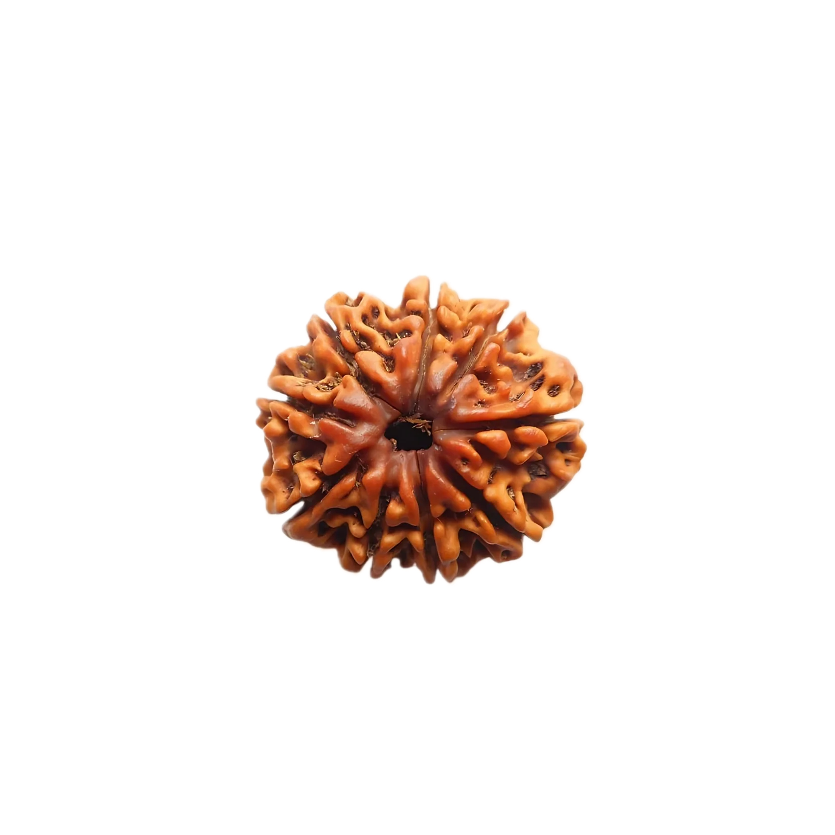 9 Mukhi Rudraksha