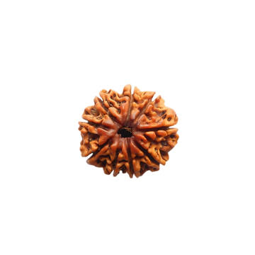 9 Mukhi Rudraksha