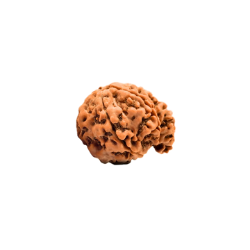 Ganesh Rudraksha