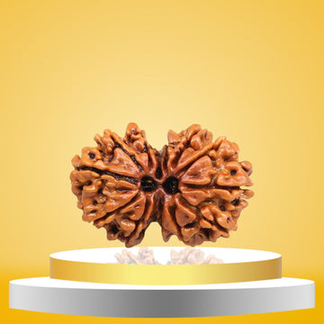 Gauri Shankar Rudraksha