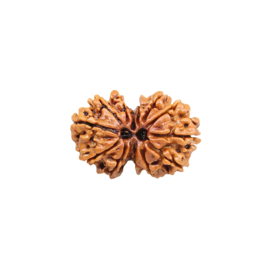 Gauri Shankar Rudraksha