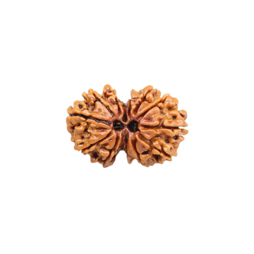 Gauri Shankar Rudraksha